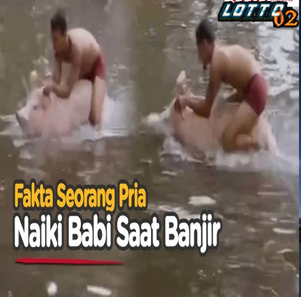 Viral Pria Naik Babi Terobos Banjir di Jakbar, Begini Cerita Warga